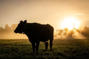 Kuh im Sonnenaufgang